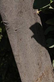            Bark (Riverside, CA)   