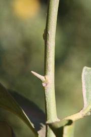            First year twig (Riverside, CA)   