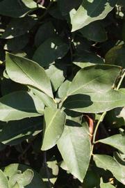              Sun leaves (Riverside, CA)       