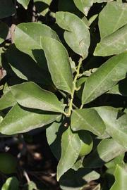              Sun leaves (Riverside, CA)       