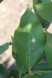              Unifoliolate leaf (Riverside, CA)       