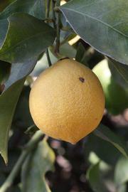            Fruit (Riverside, CA)   