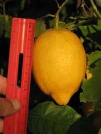            Fruit (Riverside, CA)   