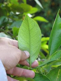              Unifoliolate leaf (Riverside, CA)       
