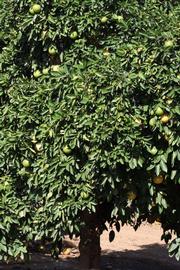            Habit (Riverside, CA)   