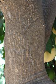            Bark (Riverside, CA)   