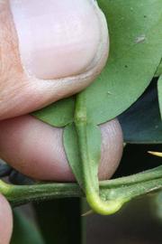              Petiole (Riverside, CA)       