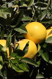              Fruit (Riverside, CA)       