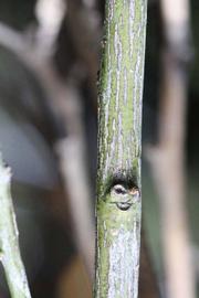              Second - third year twig (Frost Navel, Riverside,   CA)       