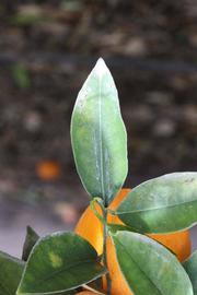              Unifoliolate leaf (Frost Navel,   Riverside, CA)       