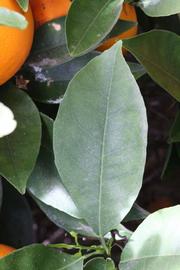              Shade leaves (Frost Navel, Riverside,   CA)       