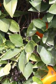              Sun leaves (Frost Navel, Riverside,   CA)       