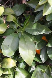              Shade leaves (Frost Navel, Riverside,   CA)       