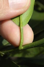              Petiole (Frost Navel, Riverside, CA)       