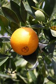              Fruit (Frost Navel, Riverside, CA)       