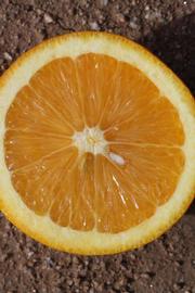              Fruit cross-section (Frost Navel, Riverside,   CA)       