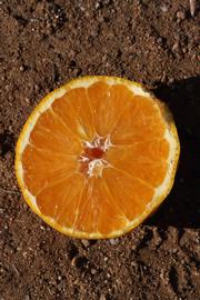              Fruit cross-section (Riverside, CA)       