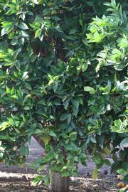            Habit (Riverside, CA)   