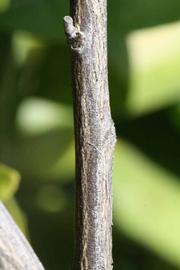              Second - third year twig (Riverside, CA)       