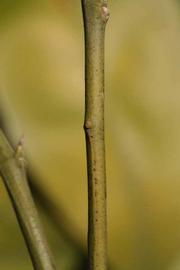              First year twig (Riverside, CA)       