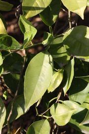            Sun leaves (Riverside, CA)   