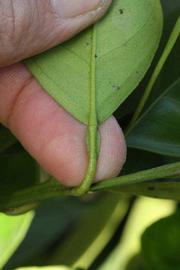              Petiole (Riverside, CA)       