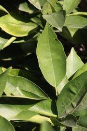              Unifoliolate leaf (Riverside, CA)       