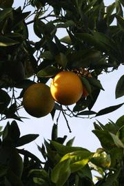              Fruit (Riverside, CA)       