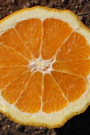              Fruit cross-section (Riverside, CA)       