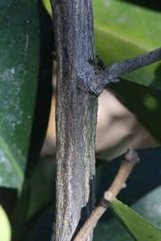              Second - third year twig (Riverside, CA)       