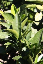            Sun leaves (Riverside, CA)   