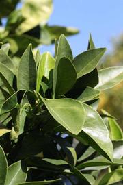            Sun leaves (Riverside, CA)   