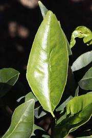              Unifoliolate leaf (Riverside, CA)       