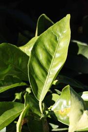              Unifoliolate leaf (Riverside, CA)       