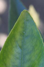              Margin (Riverside, CA)       