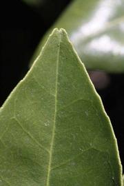              Margin (Riverside, CA)       