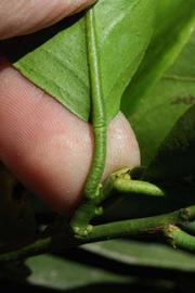              Petiole (Riverside, CA)       