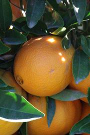              Fruit (Riverside, CA)       