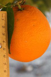              Fruit (Riverside, CA)       