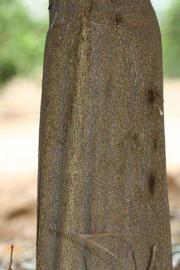            Bark (Riverside, CA)   