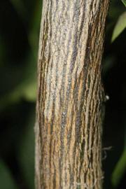              Second - third year twig (Riverside, CA)       