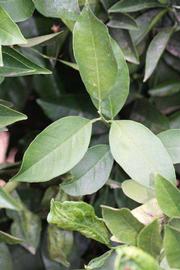              Shade leaves (Riverside, CA)       