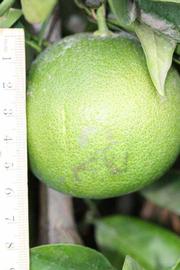           Immature fruit (Riverside, CA)   