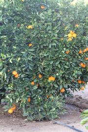            Habit (Riverside, CA)   