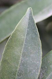              Margin (Riverside, CA)       