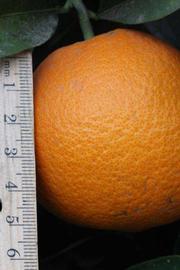              Fruit (Riverside, CA)       