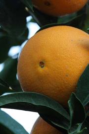              Fruit (Riverside, CA)       