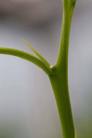              First year twig (Riverside, CA)       