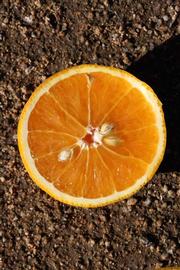            Fruit cross-section (Fuzzy, Riverside, CA)   