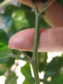              First year twig (Winter Haven, FL)       